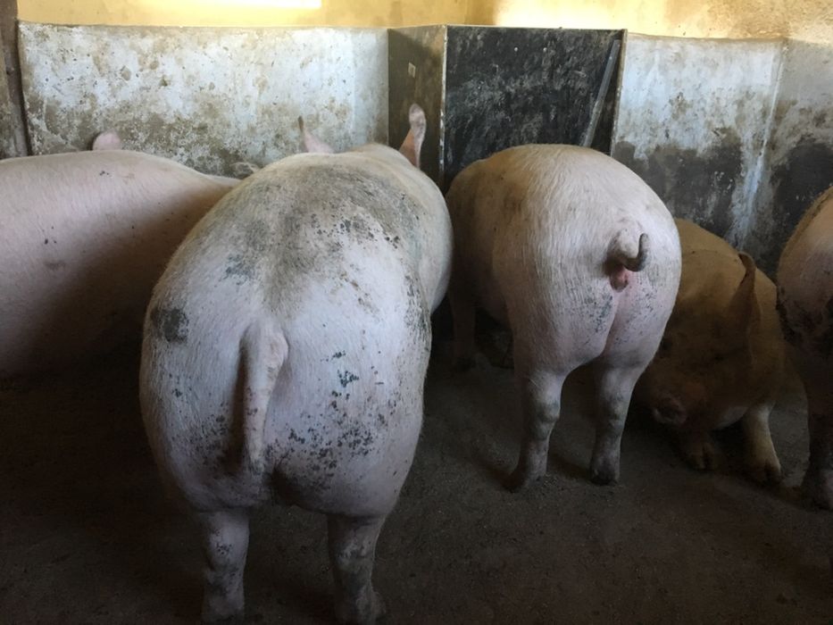 Продам гарні мясні свині