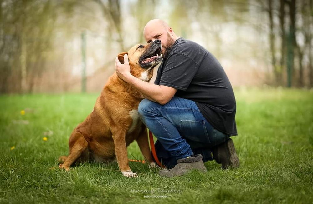 Dingo szuka domu!