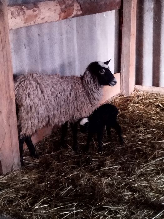 Вівці Ягнята Баран Романівська