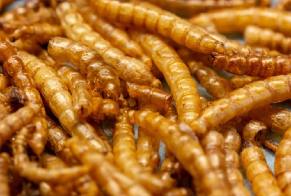 Зофобас для стрижей (Мучняк)