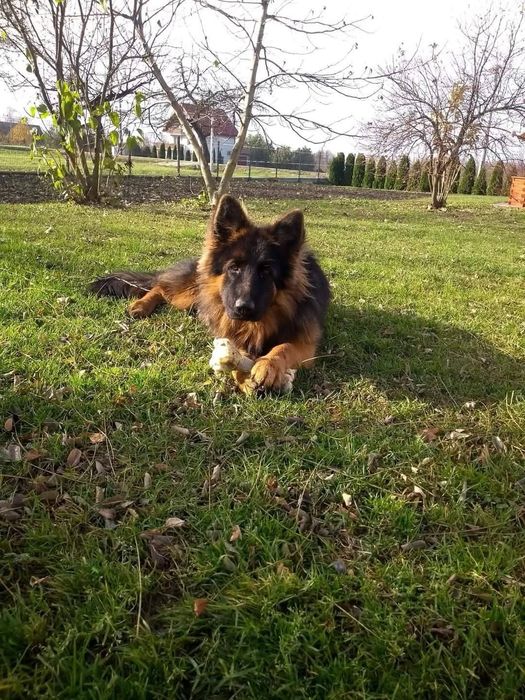 Zaginęła suczka owczarek niemiecki Flama poszukiwana w całej Polsce