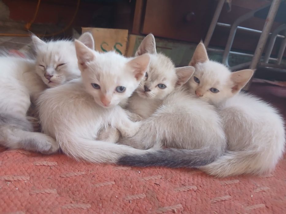 Gatinhas para adoção consciente