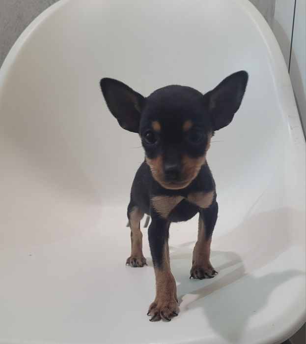 Cachorrinho Pinscher miniatura