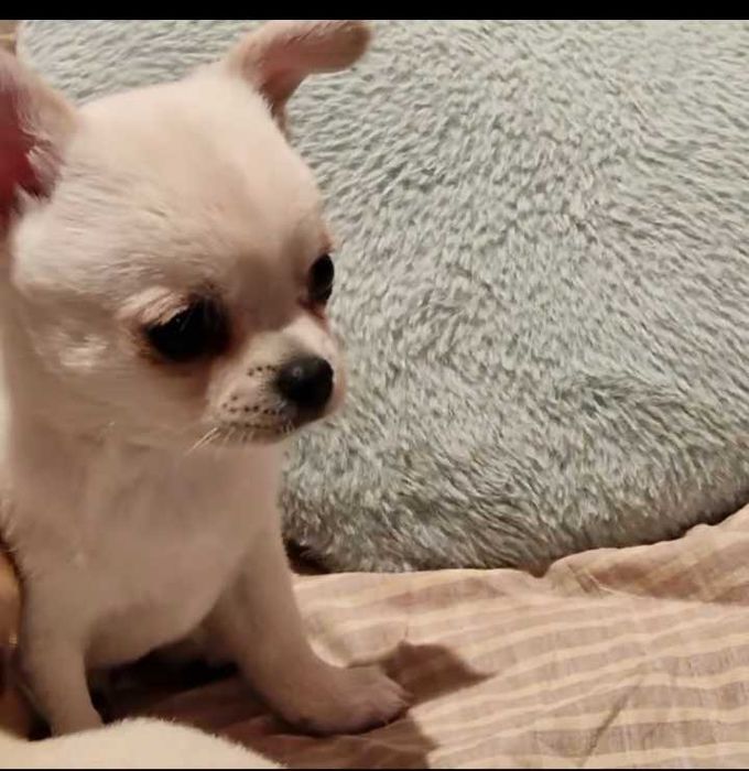 chihuahua mini toy, fêmea cor branca