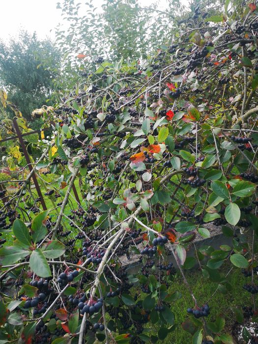 Aronia ekologiczna nie pryskana