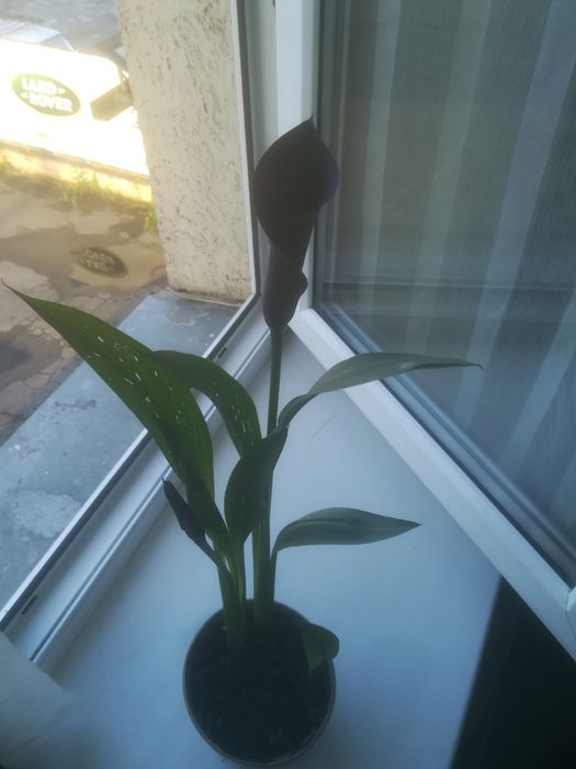 Продам чорну каллу "ПИКАССО"