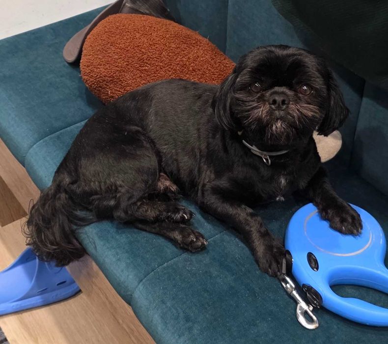 Shih tzu COSMO Ozorków