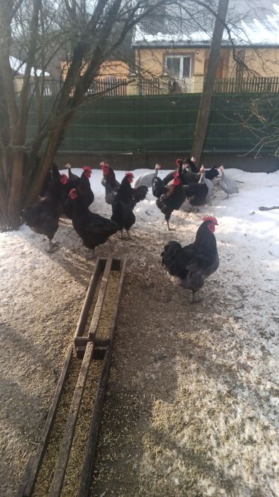 Sprzedam Jersey Gigant  Bantamki