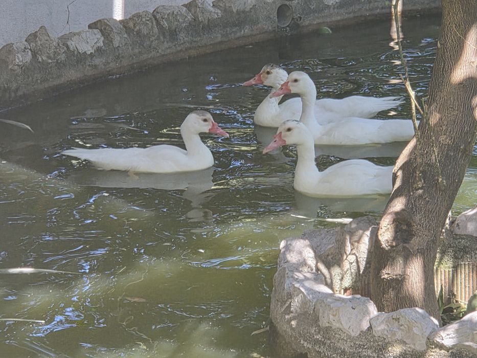 Patos mudos brancos