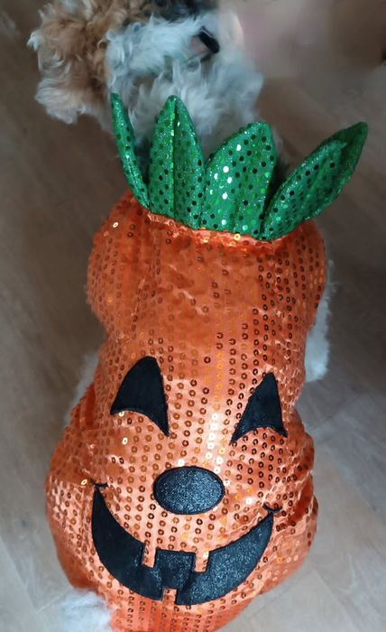 Sprzedam strój dla psa halloween