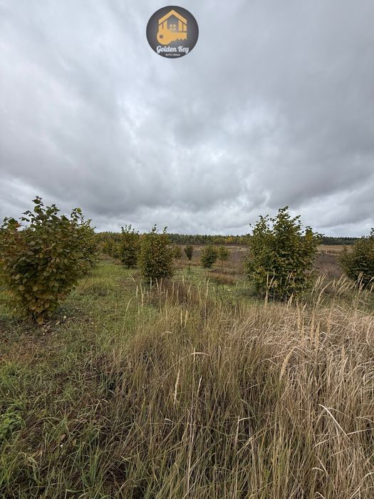 Продам 1.4га під садівництво, засаджено горіхами, бізнес, 40кмКиїв