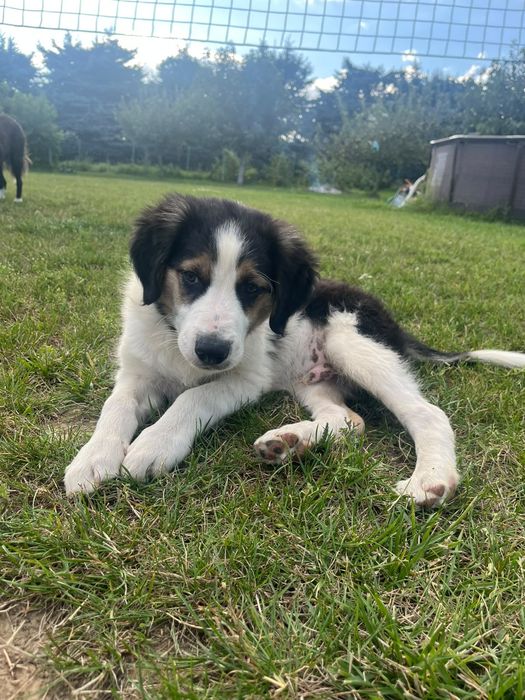 Border Collie Szczeniak pies rezerwacja