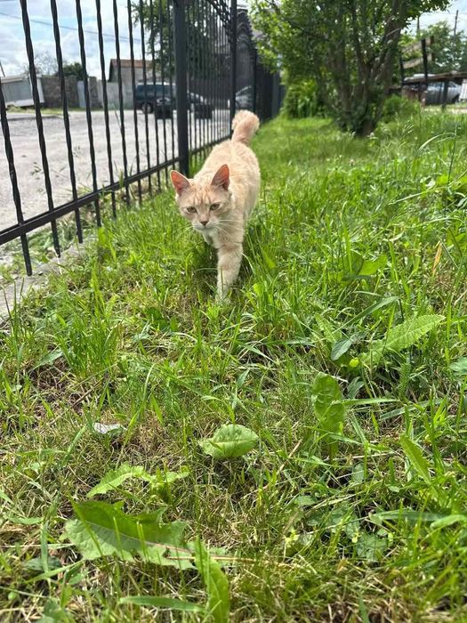 Кастрований котик шукає дім! Ручна, любить лащитися