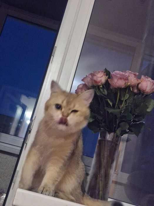 Кот золотистая шеншыла