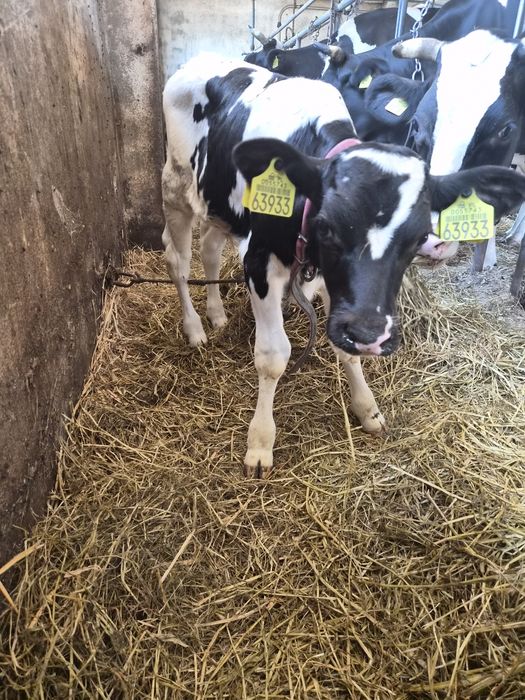 Byczek 3 tygodnie HO
