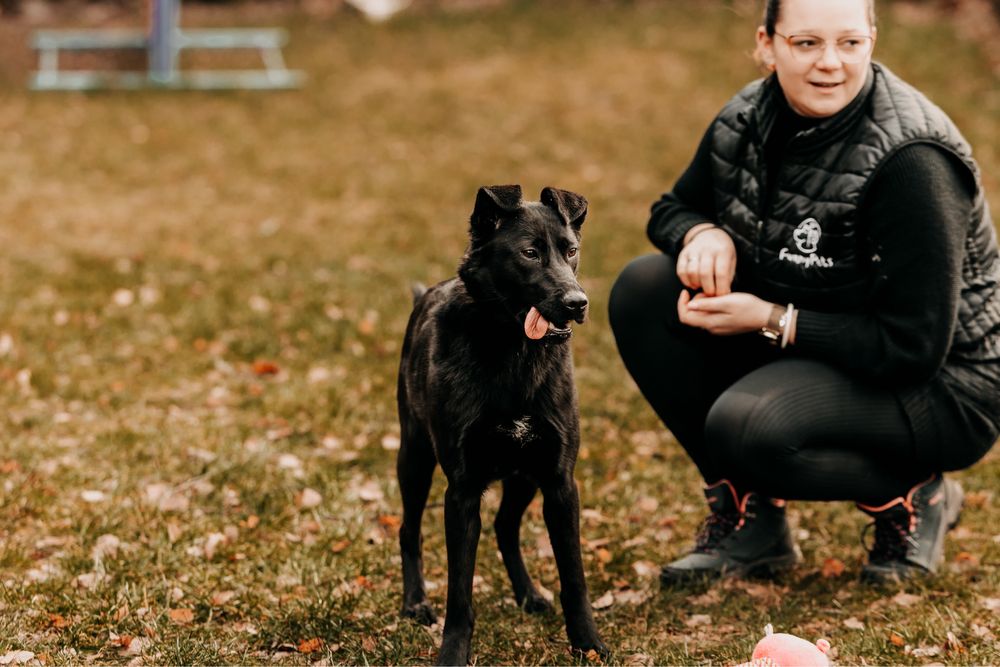 Młody, towarzyski Marley szuka domu stalego