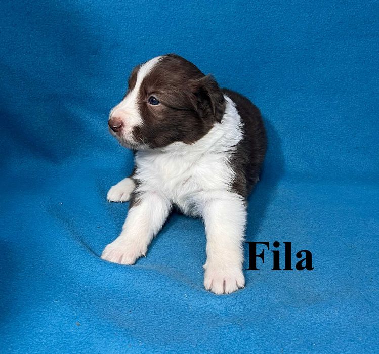 Border Collie, Suczka z Rodowodem, Rodzice przebadani genetycznie, Fila