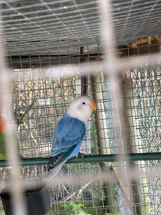 Agaporni fisher opalino azul euwing