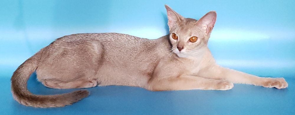 Абиссинские котята, мальчик, девочки, разный окрас. Документы