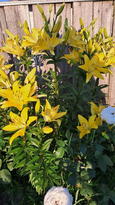 Хризантема не висока