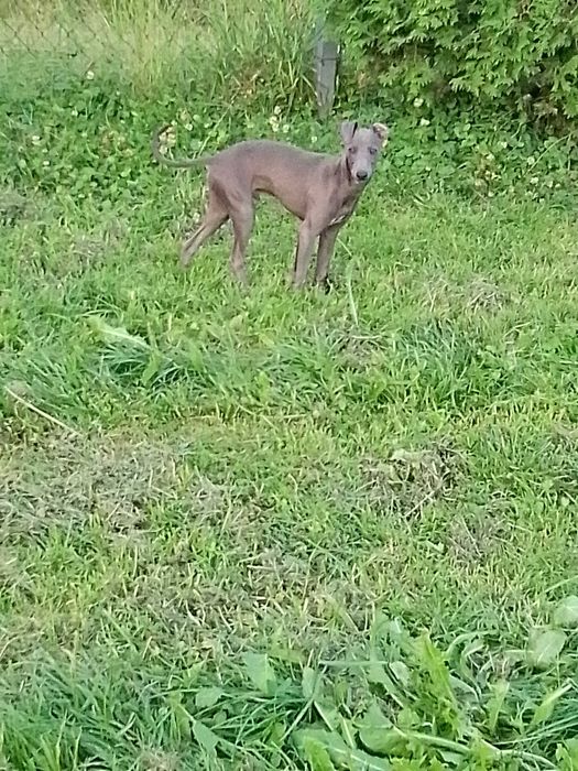 Chart Angielski Whippet
