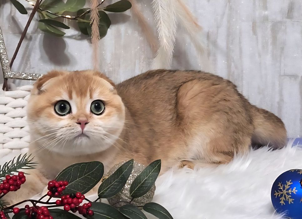 Шотландське кошеня золота шиншила