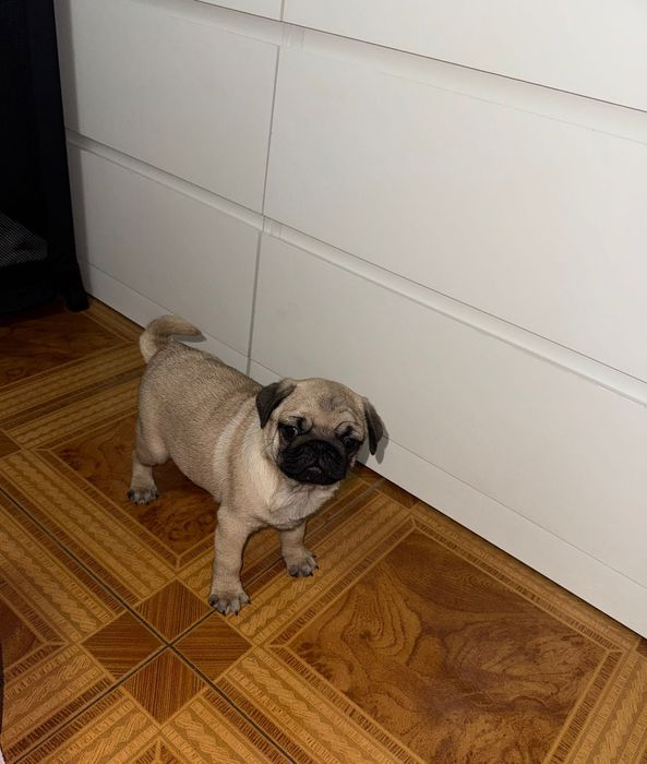 Pug muito brincalhão