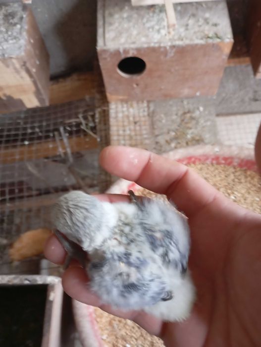 Vendo agapórnis de qualidade