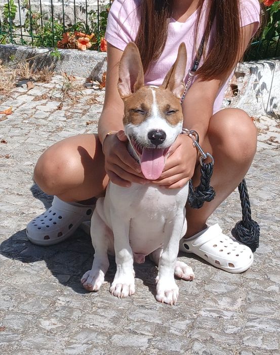 Cão adoção responsável