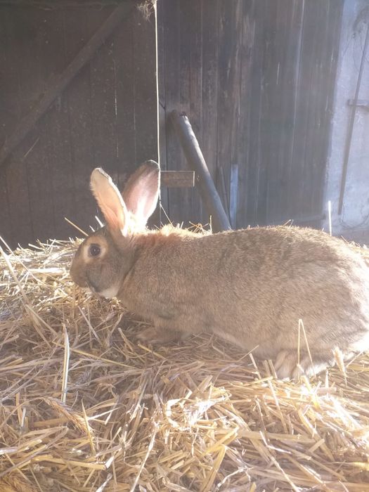 Króliki samce / samice