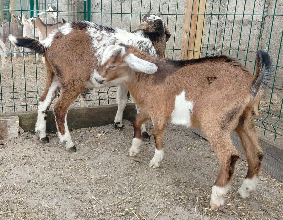 Koziołki, koziołek anglonubijski, miks An,