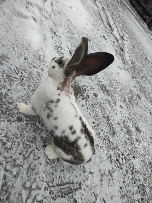 Sprzedam królika samca