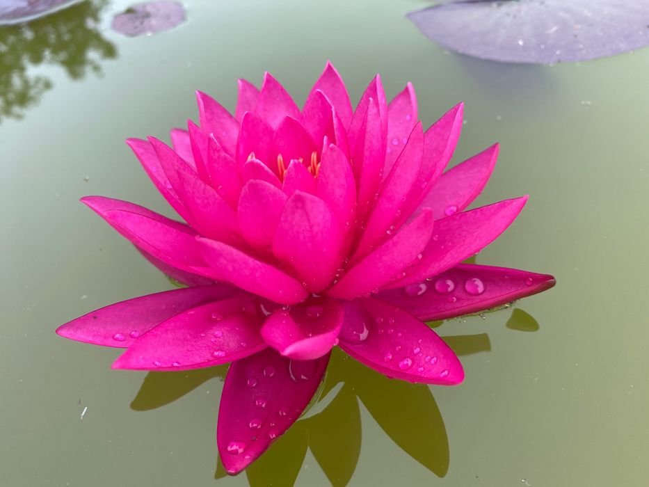 Водяная Лилия ( нимфея) Tan Khwan