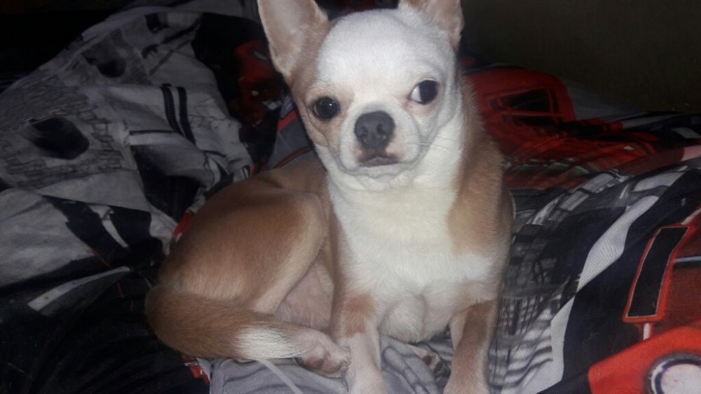 В'язка чіху (кобель)