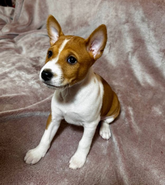 Руді цуценята басенджі.