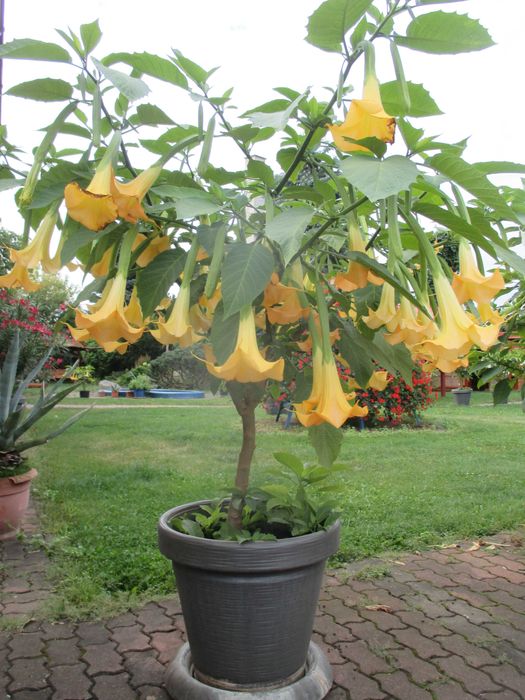 datury takie jak na zdjęciu duże