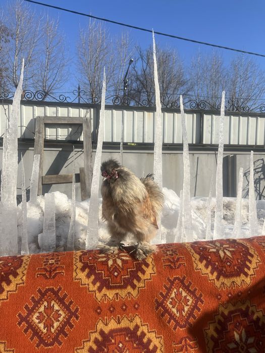 Китайські шовкові(silkie)/півники
