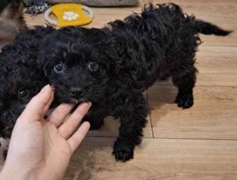 Piesek Cavapoo (Cavalier king charles spaniel/ Pudel)