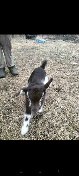 Продам козенят недорого