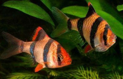 Рибки в акваріум Даніо Тернеція  Барбус Glo Fish ОПТ