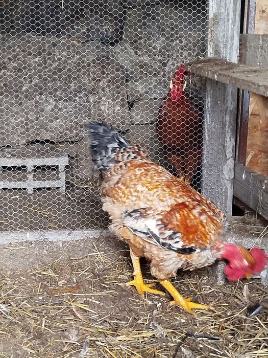 Vendo galos caseiros