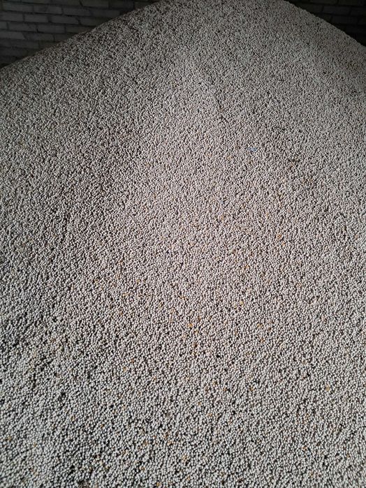 Łubin biały słodki ZEUS