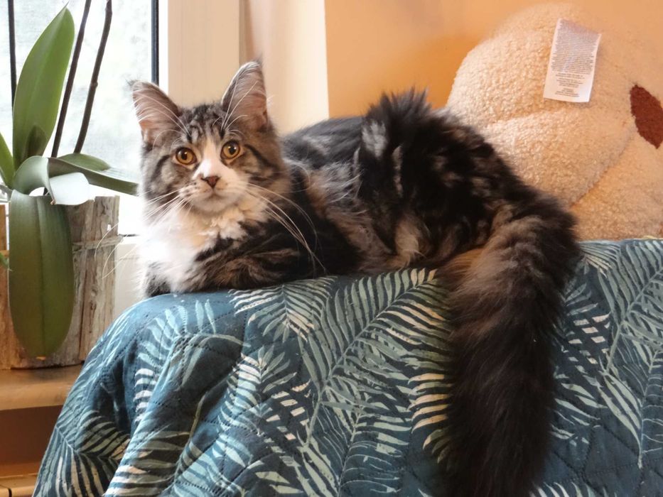 Kotek Maine Coon