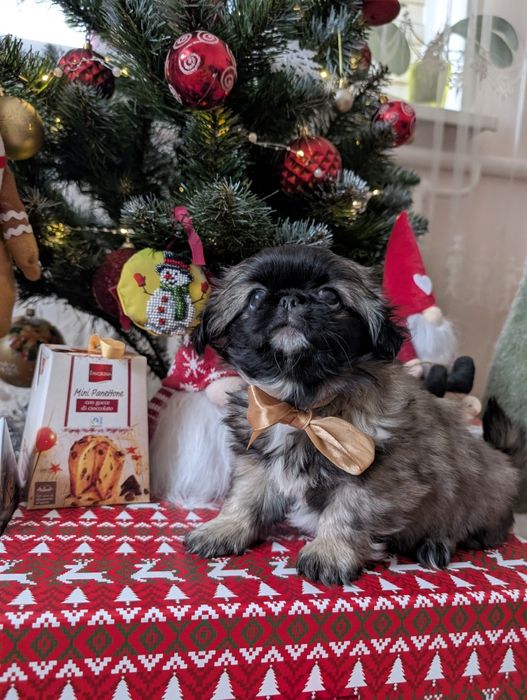 Цуцики Пекінес під ялиночку