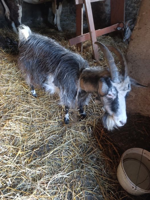 Продається коза 4 роки