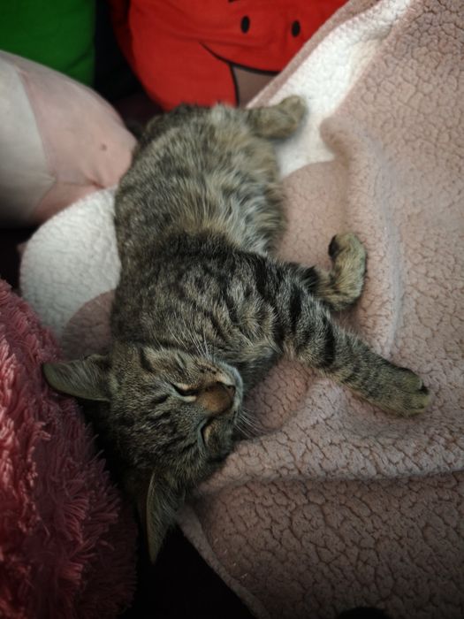Котик маленький в добрі руки. ТЕРМІНОВО!!!