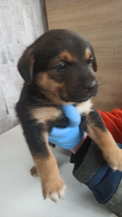 Отдам щенков в хорошие руки. Мальчики.  #щенок #щенки #цуценя #песик