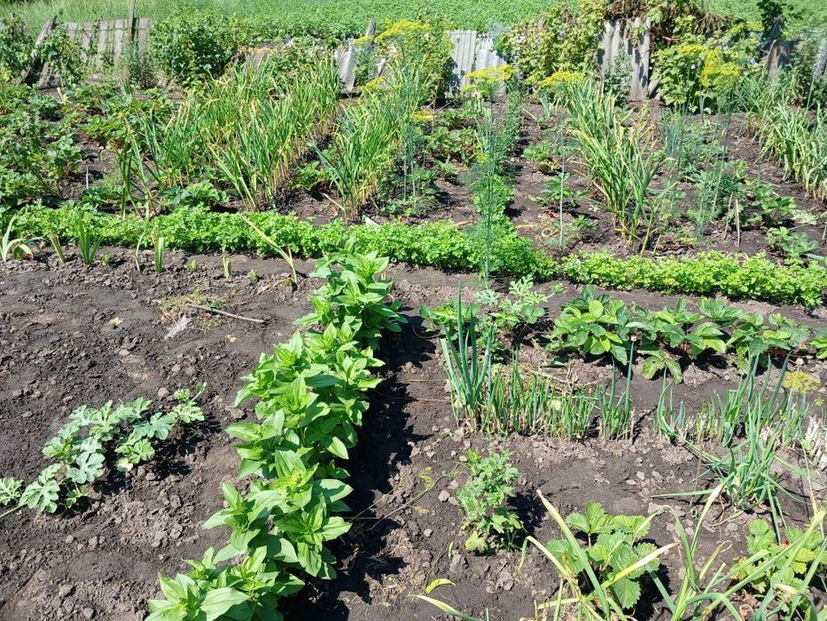 Продам дачу в селі Богданівка