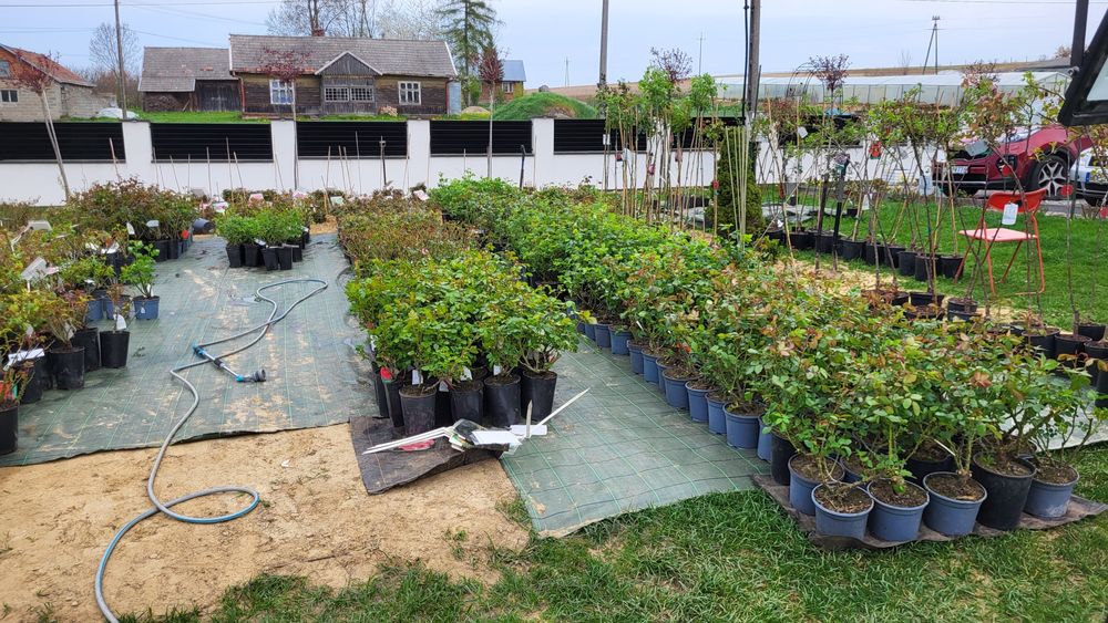 Róże sztamowe, róże pienne, róże na pniu w doniczkach