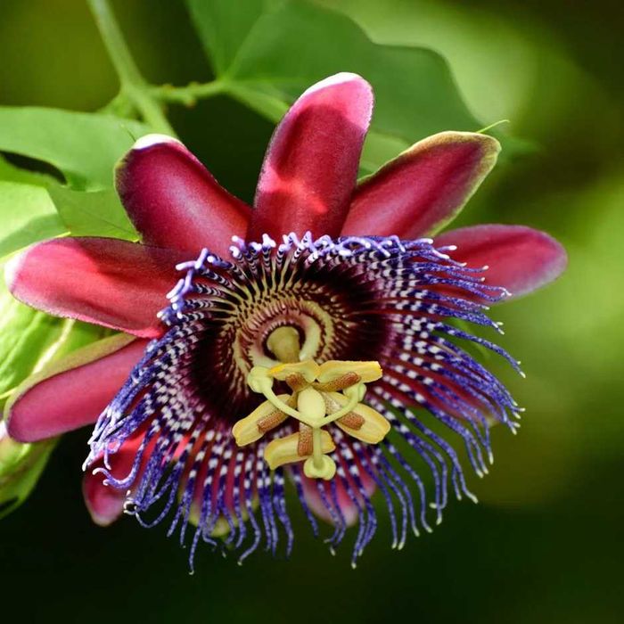 5 Sementes Maracujá Alata - Passiflora alata
